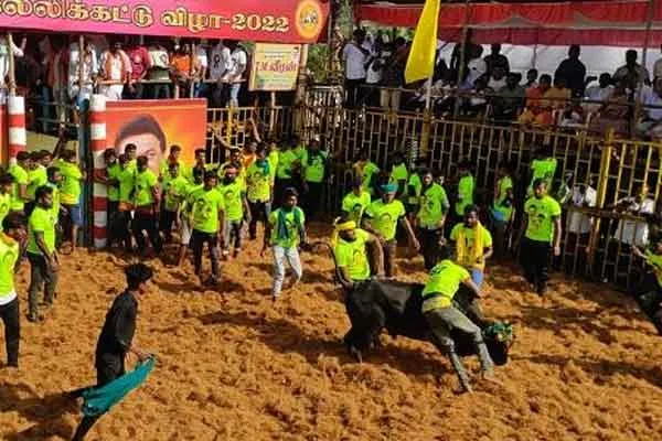 Salem District Nilvarapatti jallikattu festival 