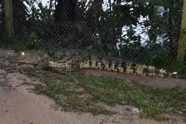 The big crocodile that crossed the Annamalai University Road ...