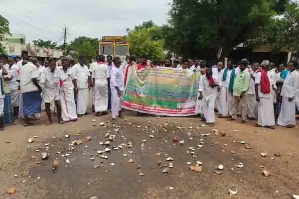 Farmers struggle by breaking coconuts on the road!