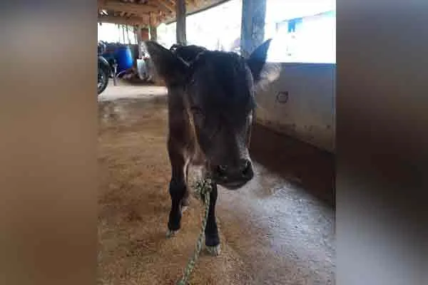 cow cub without eyes