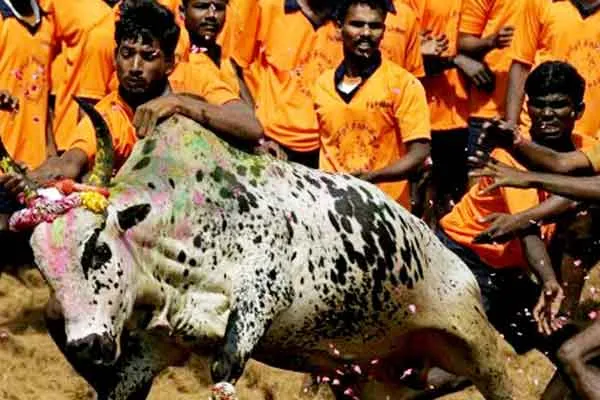 madurai Palamedu jallikattu started 