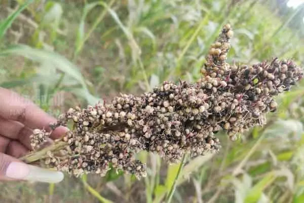 crops damaged due to rain in delta districts