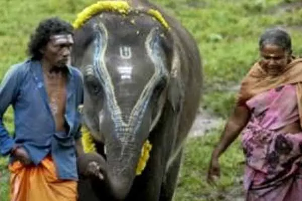 The Elephant Whisperes won Oscar 