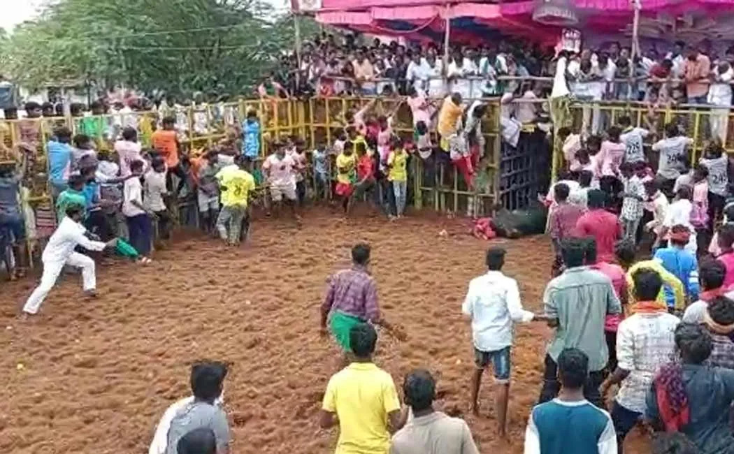 Ex-minister Vijayabaskar bull seriously injured at Vaadivasa