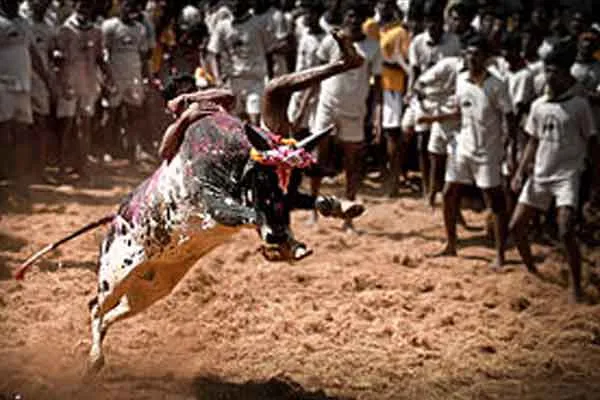 Trichy suriyur jallikattu started 