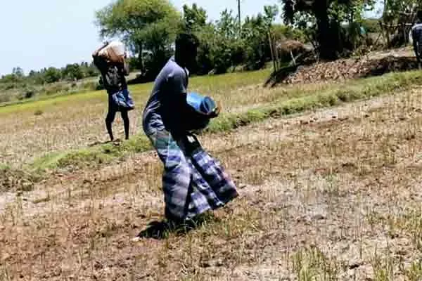 Delta farmers who pour water  to their distressed crops