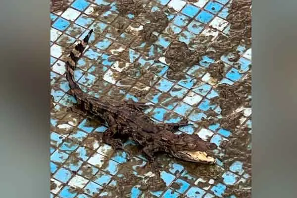 Crocodile in old actor Balaiah's Grandson house 