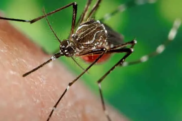 Dengue in Tamil Nadu people admitted to hospital!