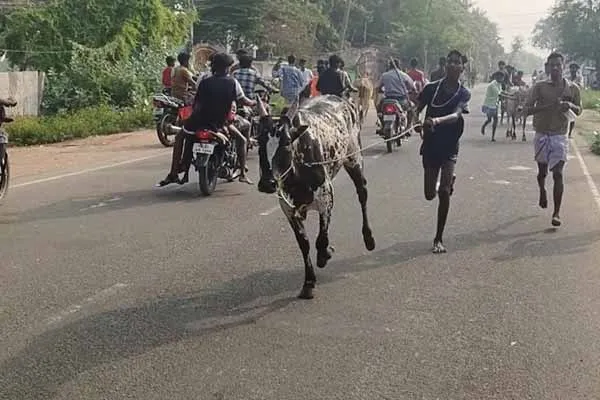 They said it's a pigeon race, here you are running to break the rope of the bulls!