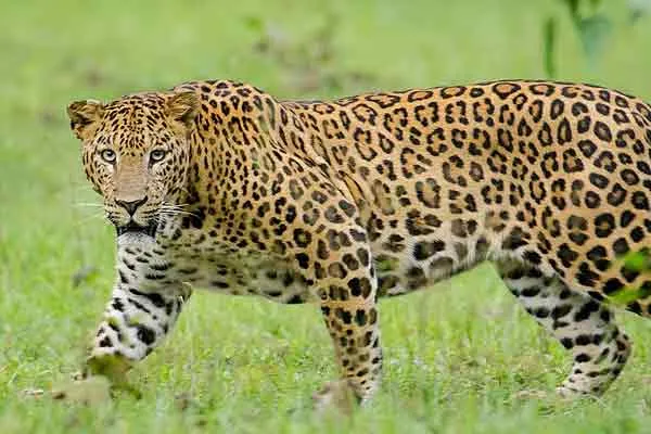 Erode village people in panic of leopard 