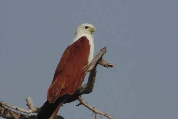 Pudukottai has 82 bird species