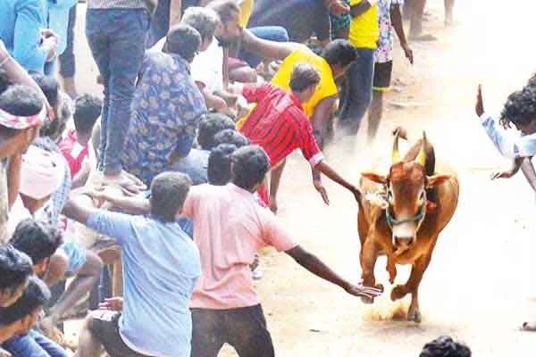 Case seeking permission for bullfighting in Thekkupattu village! - Tamil Nadu government ordered to respond!
