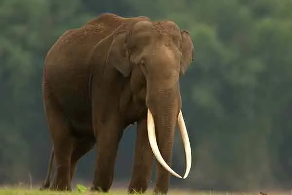 Elephant coimbatore one person injured 