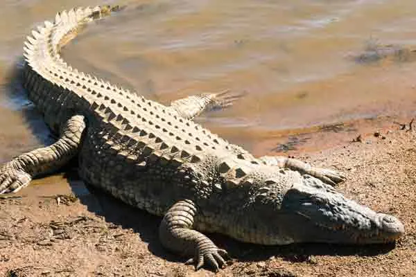 Melmalaiyanur varaga river crocodiles 