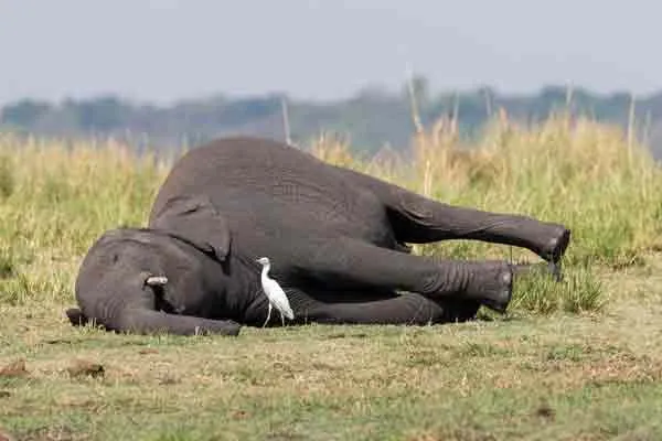 Female elephant dies in dense forest ..! Is male elephant attack the cause?