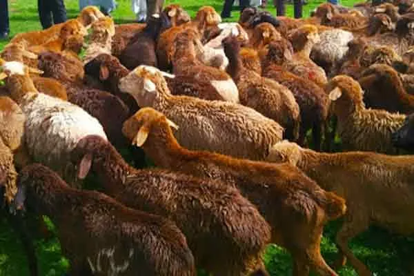 Farmers grazing sheep and goats in the fields ..!