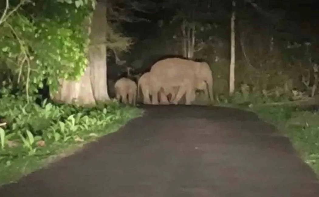 Baby elephant passed away