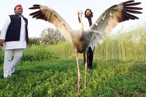 Uttarpradesh sarus crane arif kahan