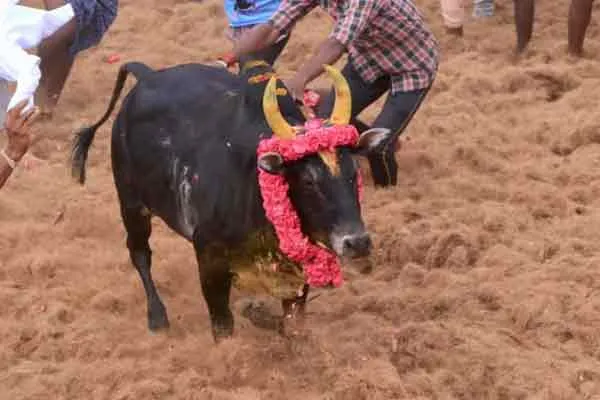 Ex. Minister Vijayabaskar's bull passes away 