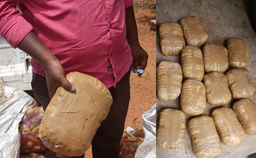 cannabis smuggling in Andhra vegetable vehicle in Pudukkottai