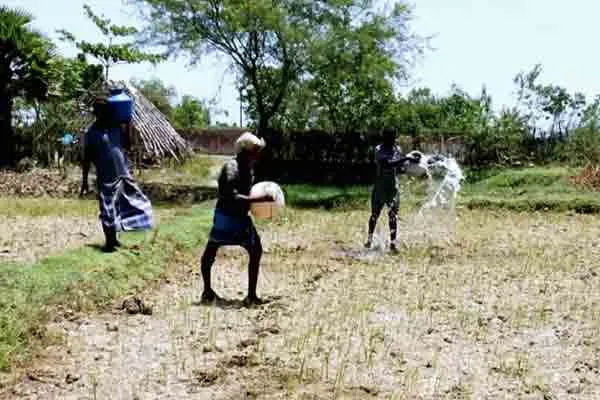 Delta farmers who pour water  to their distressed crops