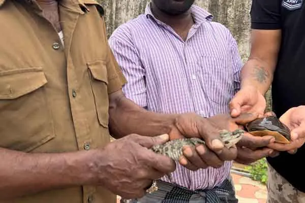 Crocodile in old actor Balaiah's Grandson house 