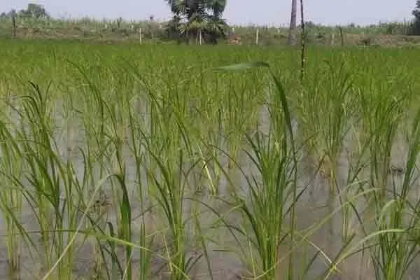 Sachchidanandam, a farmer from Karaipakkam, has been making achievements in organic farming for 15 years
