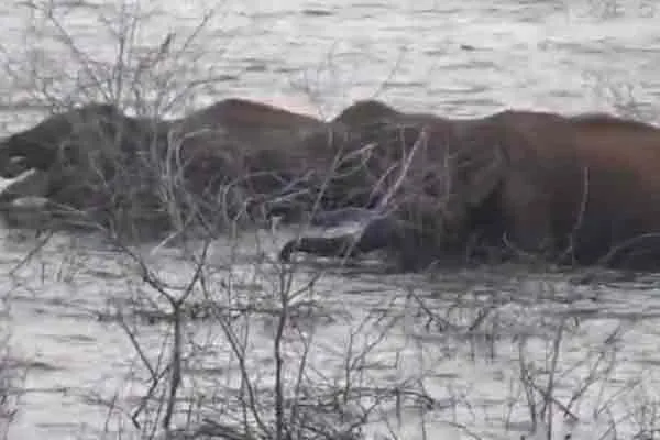 Sathiyamangalam elephant bhavanisagar dam 