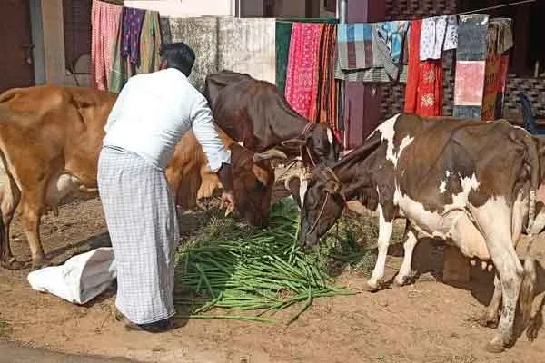 Drumsticks exported abroad are now food  for cow 