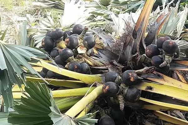 Palm trees cut down without permission 