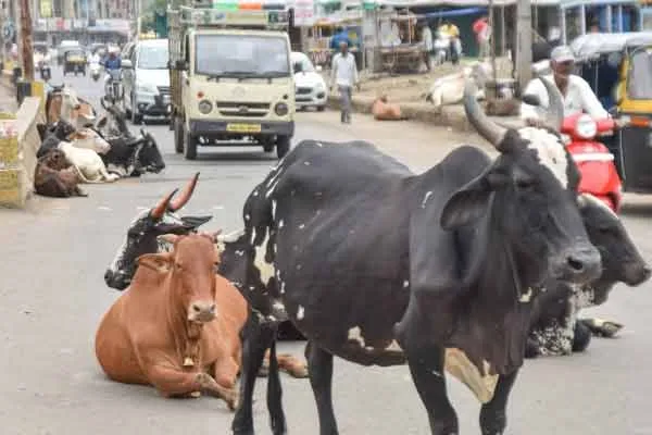 Owners who ignore the Commissioner's warning! Continuing sacrifices!