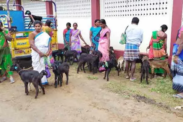 Rs 2,000 bribe for priceless goats ...?