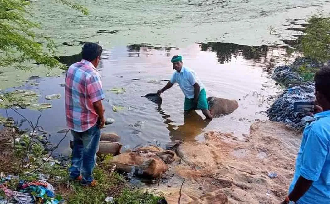 Bundle of rice dumped in the sewer pond!