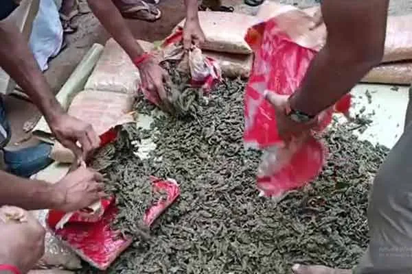 Kerala police froze in shock over latest hi-tech cannabis  