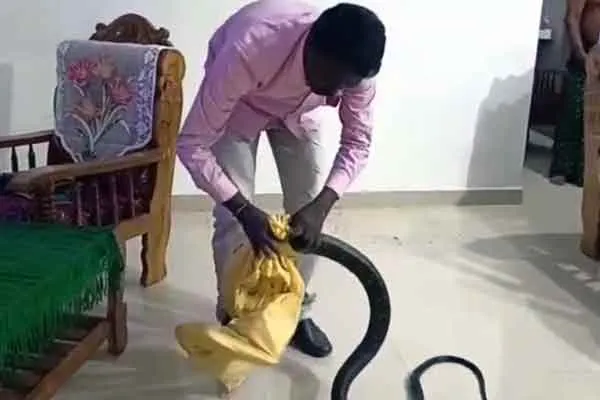 King Cobra caught in kerala 