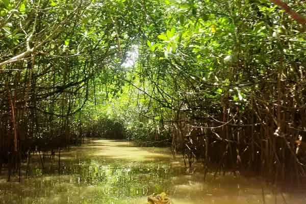Pichavaram boat ride; Cheated tourists? Government demands action!