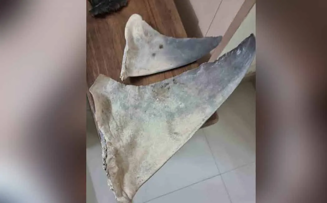 Police seized marine treasures that were being smuggled to China