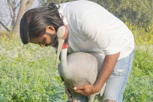 Uttarpradesh sarus crane arif kahan