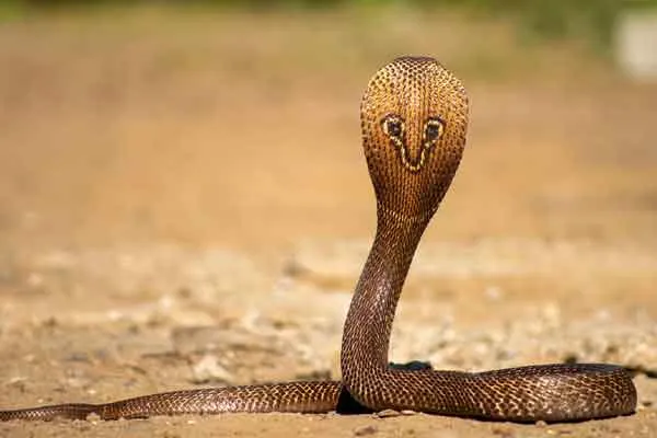 Odisha woman Basanti passes away by snake ganesh patra arrested by police 