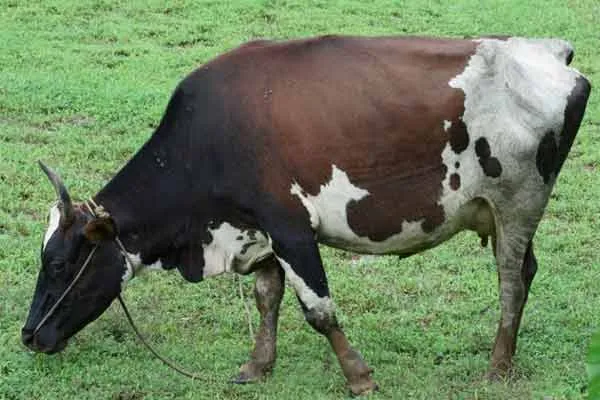 IVRI Research results Cow  urine 
