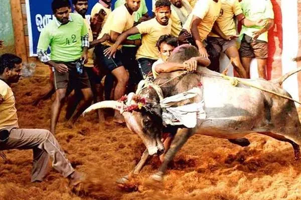 Jallikattu happened for the first time in Sri Lanka 