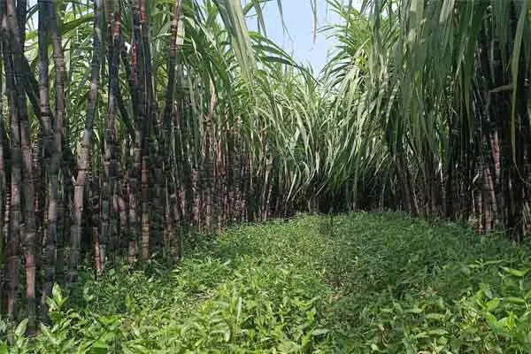 Farmers are happy as govt has announced that it will purchase sugarcane at Rs.33