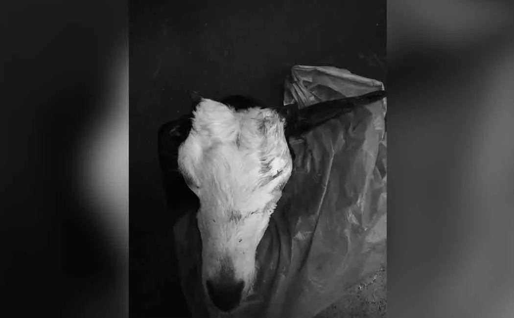 Goat stolen owner filed complaint in police station  