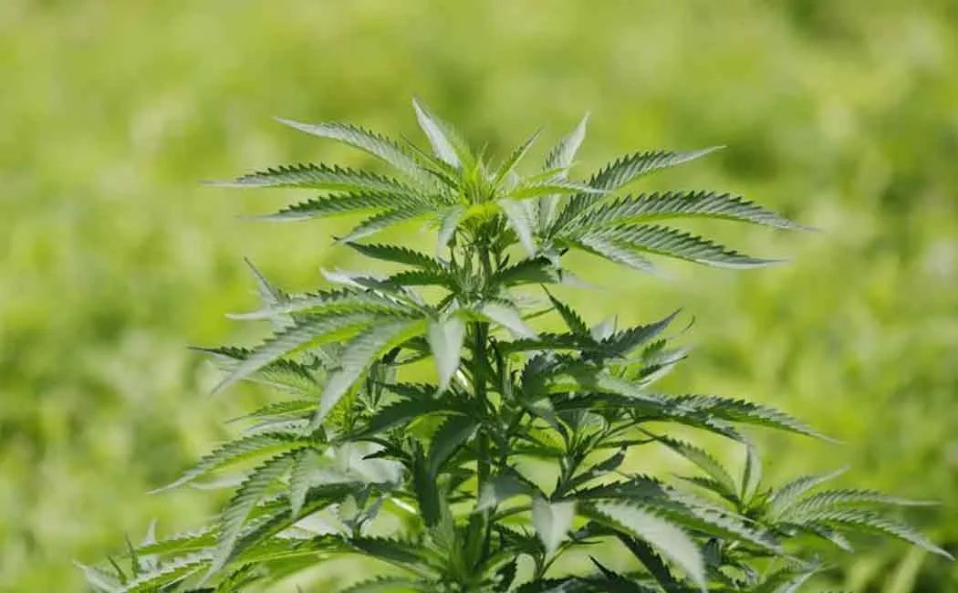 Cannabis grower arrested for cultivating cannabis in Kalwarayan hills