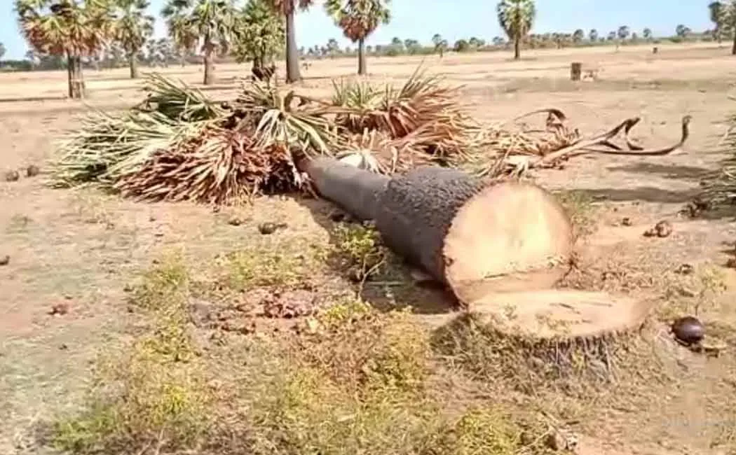 Trees cut down in violation of government ban!