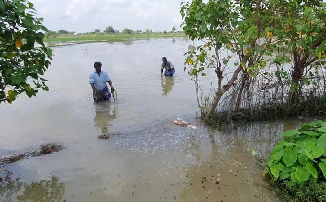 Chief Minister orders setting up of committee of ministers to inspect crop damage