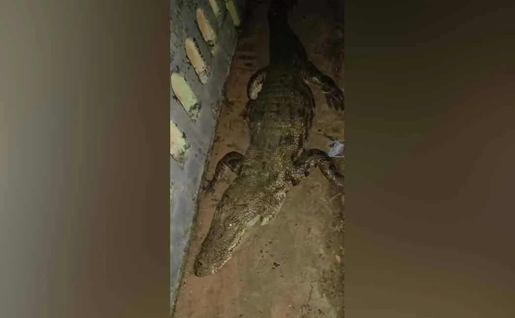 Giant crocodile on the main road 