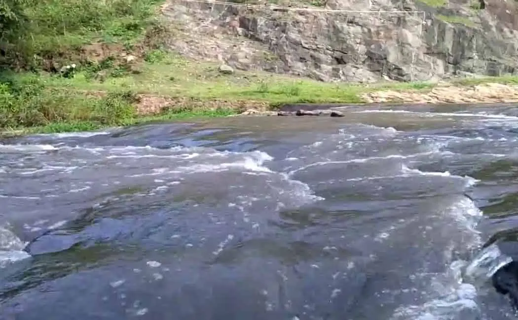 Cow bodies in river 