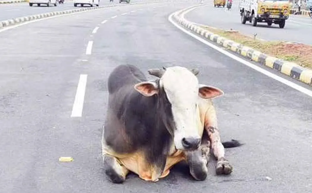Action if cattle are left on the street!