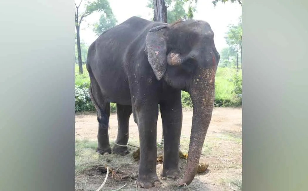 Difficulty adapting to the new environment; Elephant taken to Trichy!